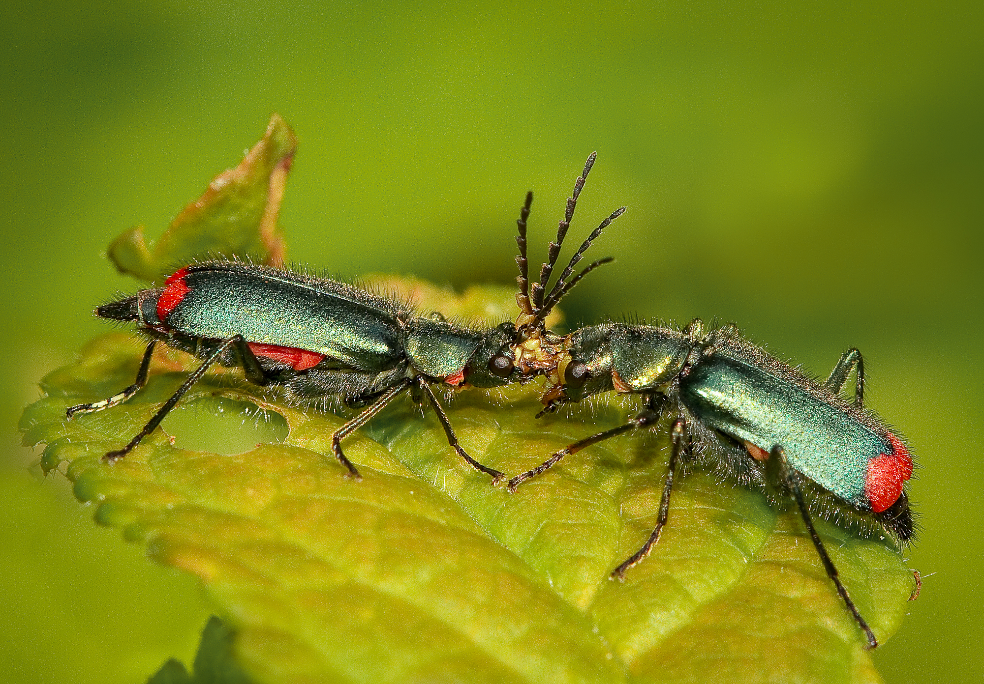 Two Red Tipped Flower Beetles, Malachius bipustulatus, on a green leaf